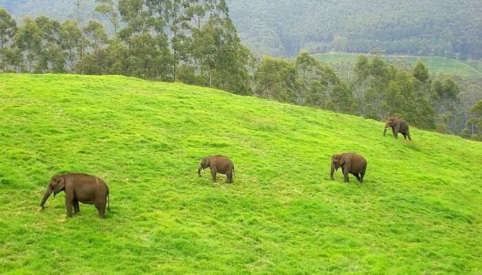 Ulipooni Wildlife Sanctuary